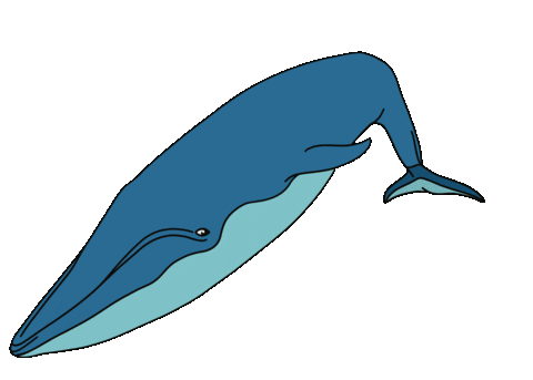 Blauwal Giphy